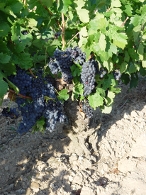 Cabernet Sauvignon Cabernet Sauvignon