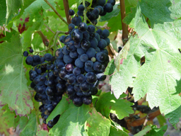 Grenache Noir Grenache Noir