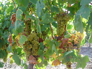 Grenache Blanc Grenache Blanc