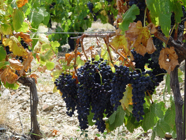 Syrah Syrah