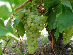 Viognier Viognier