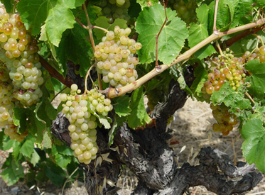 Muscat Petits-Grains Muscat Petits-Grains
