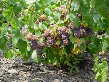 Grenache Gris Grenache Gris
