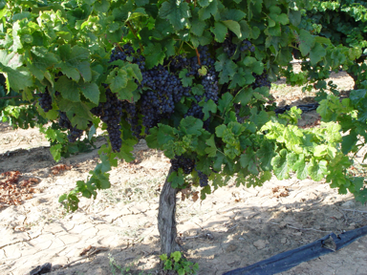 Merlot Merlot