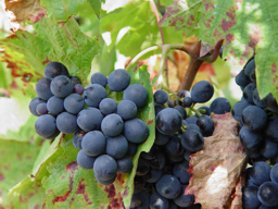 Carignon Noir Carignon Noir