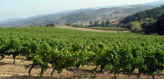 Limoux Limoux