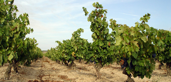 Minervois Minervois