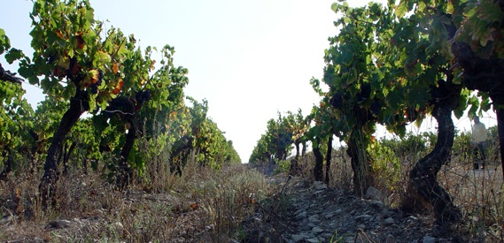 Costieres de Nimes Costieres de Nimes