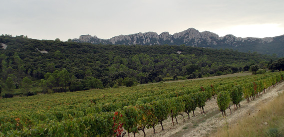 Côteaux du Languedoc, Pic-Saint-Loup Côteaux du Languedoc, Pic-Saint-Loup