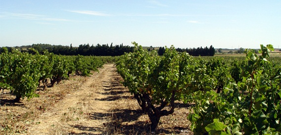 Côtes du Roussillon Côtes du Roussillon