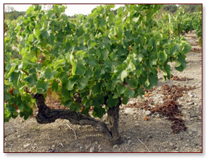 Le Midi Weine Le Midi Weine