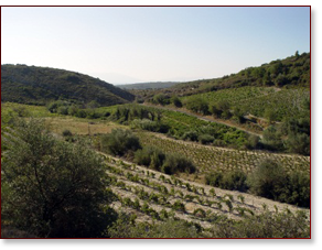 Le Midi Weine Le Midi Weine