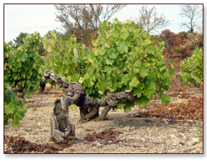 Le Midi Weine Le Midi Weine