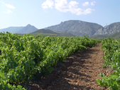 Top Rotweine aus dem Roussillon 2016 Top Rotweine aus dem Roussillon 2016