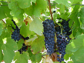 Entdeken Sie die Weine aus Faugères