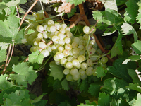 Neue Weißweine
