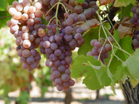 Neue Roséweine