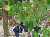 DOMAINE DE BARROUBIO